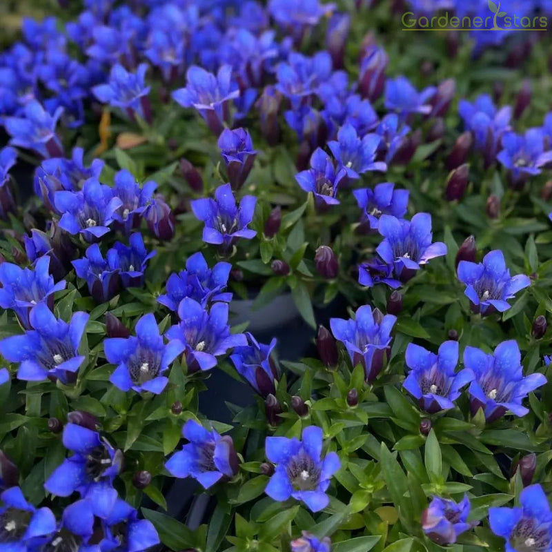 šPlateau Elf Gentiana - Heart Of The Oceanš¦