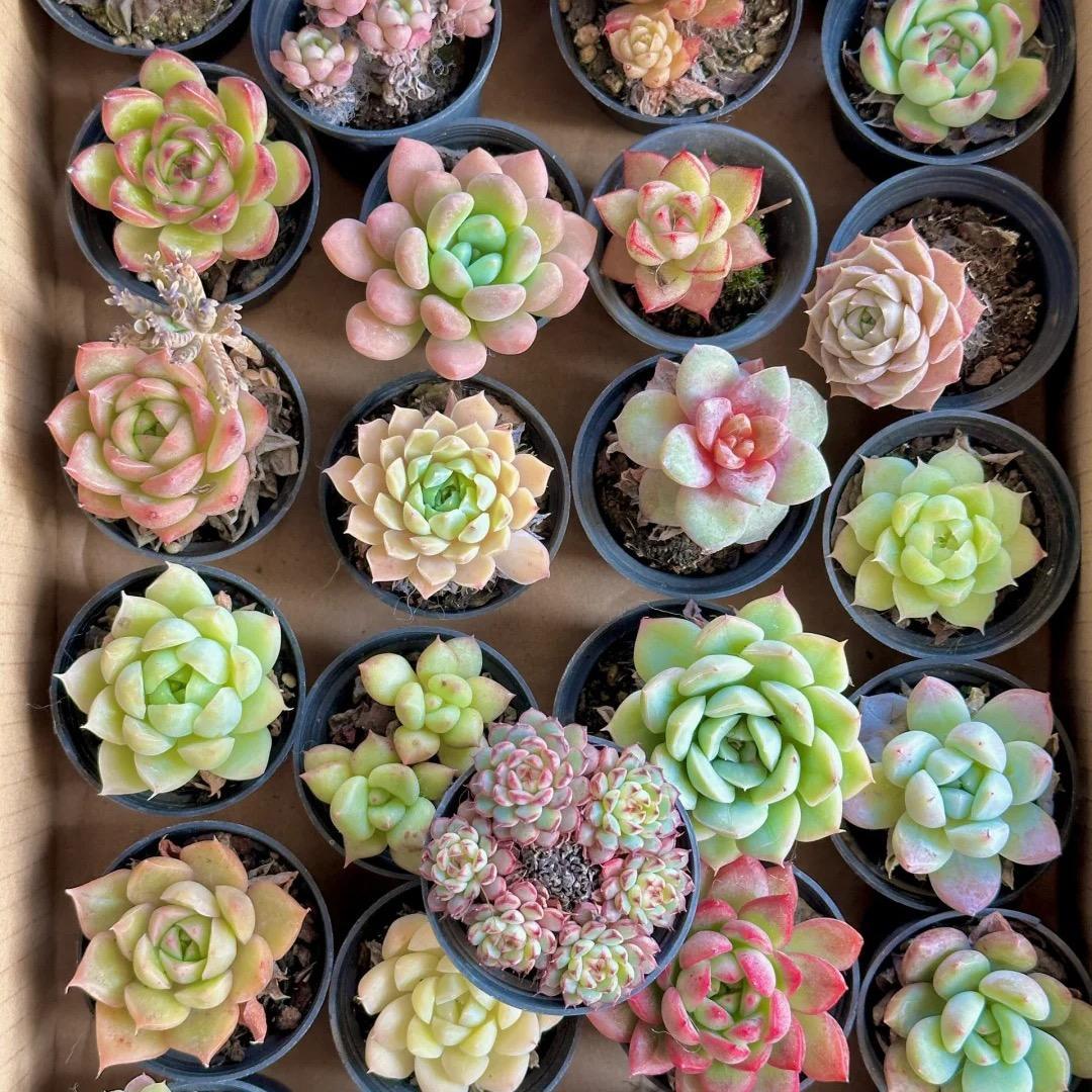 300pcs Mixed Succulent Seeds – Easy to Grow, Beautiful, Vibrant, and Unique Plants for Your Garden
