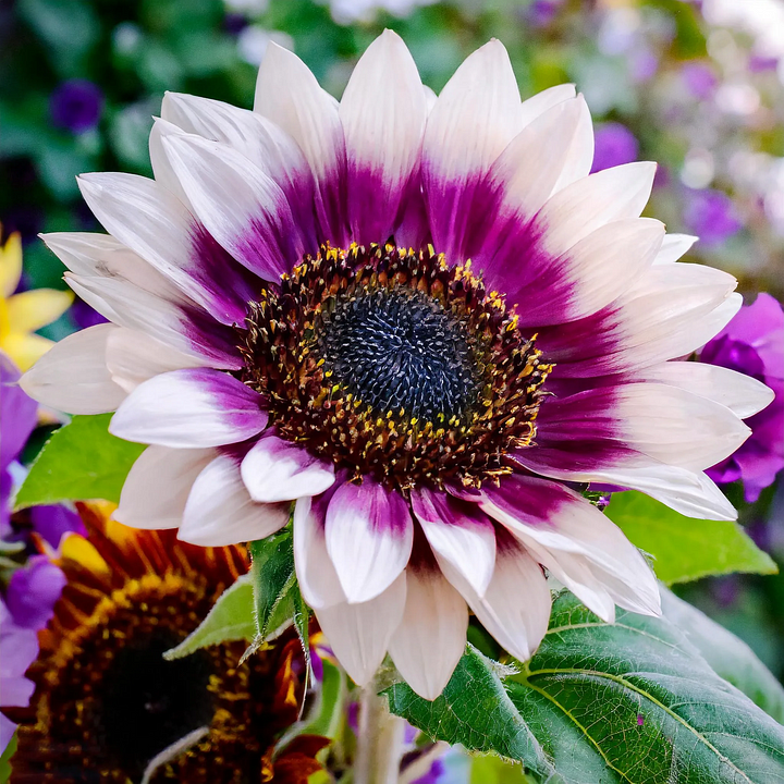 ๐ป50+ Mixed Color Sunflowers