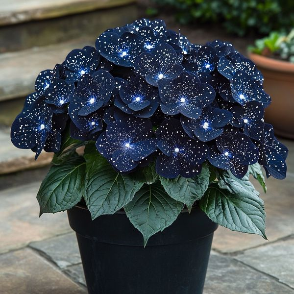 Midnight Wings Begonia π¦π