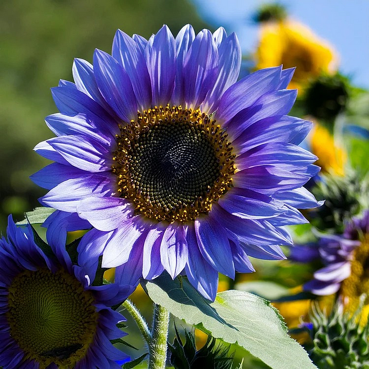 ๐ป50+ Mixed Color Sunflowers