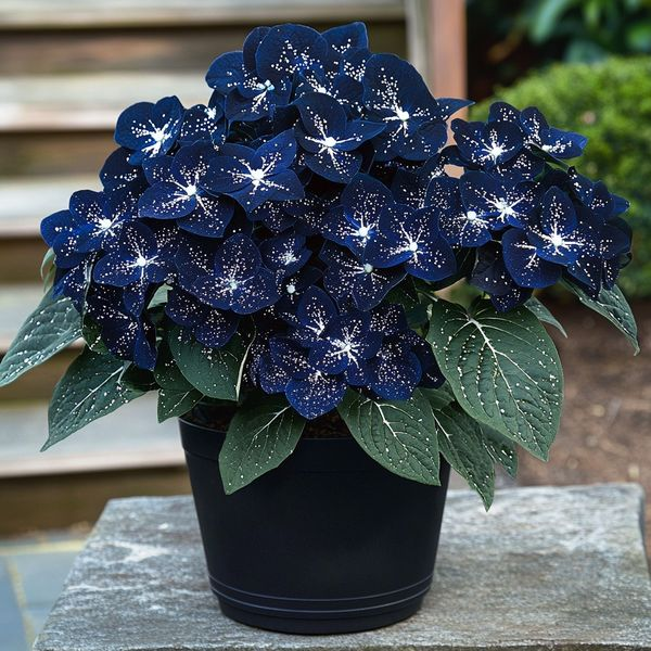 Midnight Wings Begonia π¦π