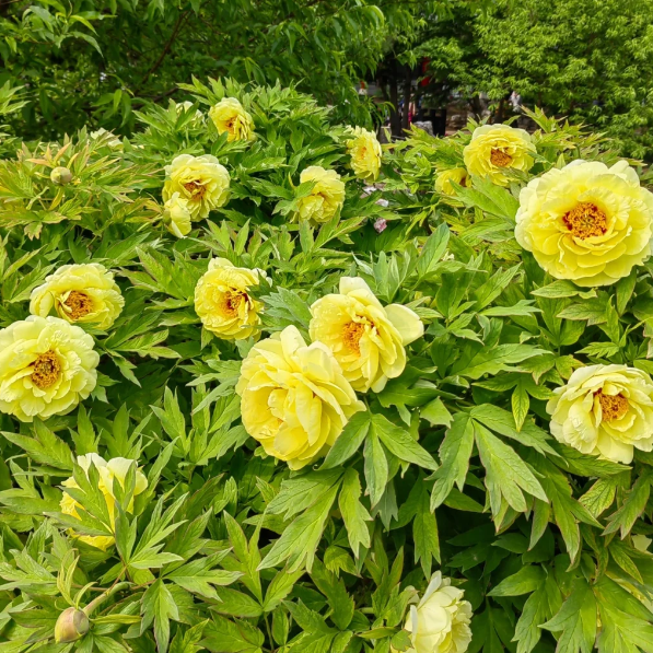 đșChinese Peony Flower SeedsâMixed Color PlantsâHome Garden Flower Seeds