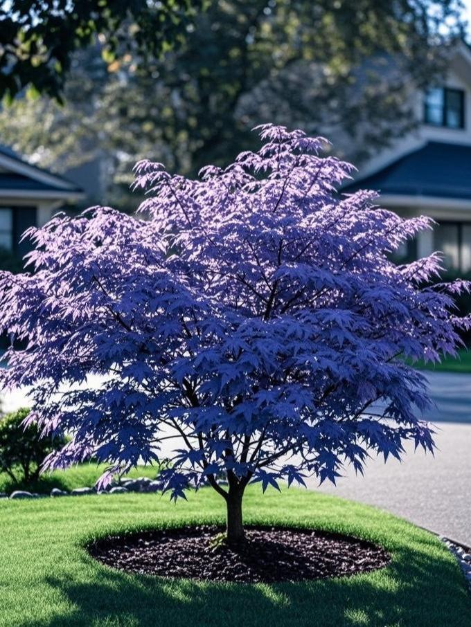 10Pcs Purple Japanese Maple Seeds – Grow a Unique, Elegant Tree with Stunning Deep Purple Foliage