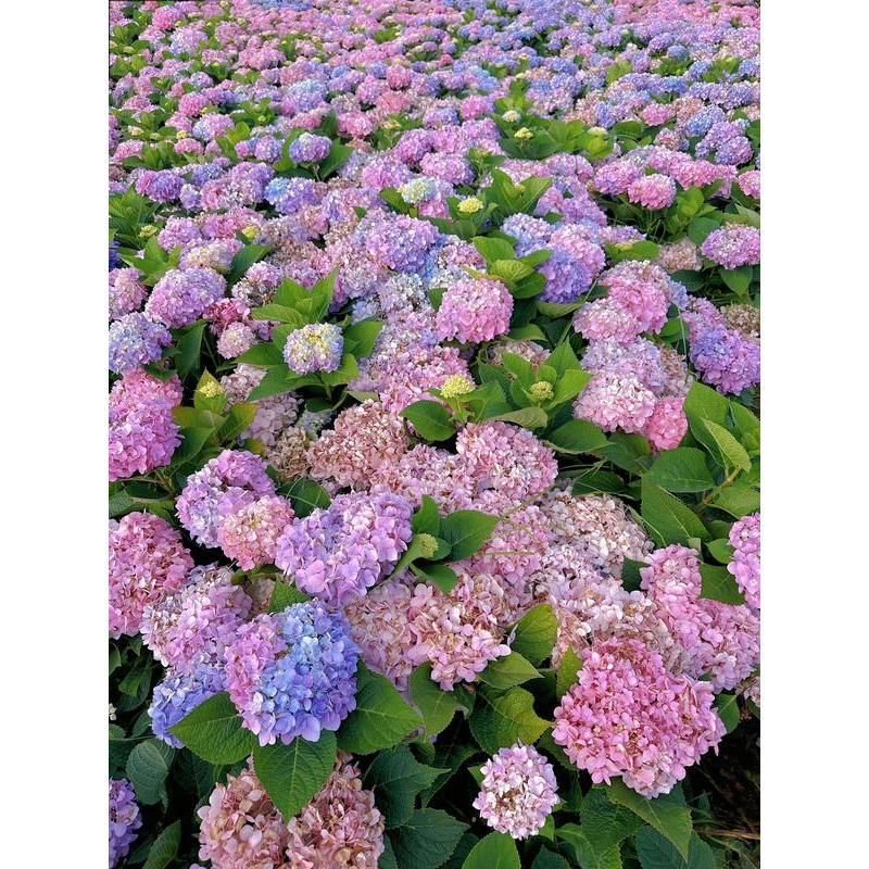 Hydrangea Seeds 50 seeds Mixed Color Seeds Perennial Flowers for Vibrant Garden Displays Hardy and Easy to Grow Perfect for Landscaping and Gardening Projects