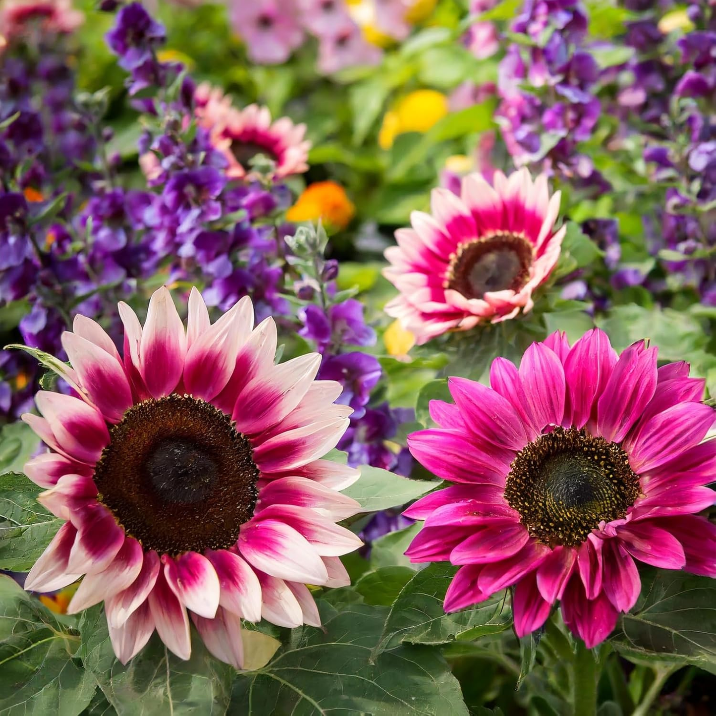 ๐ป50+ Mixed Color Sunflowers
