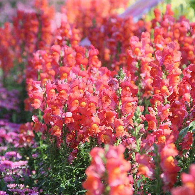 Dwarf Snapdragon Seed Mixed