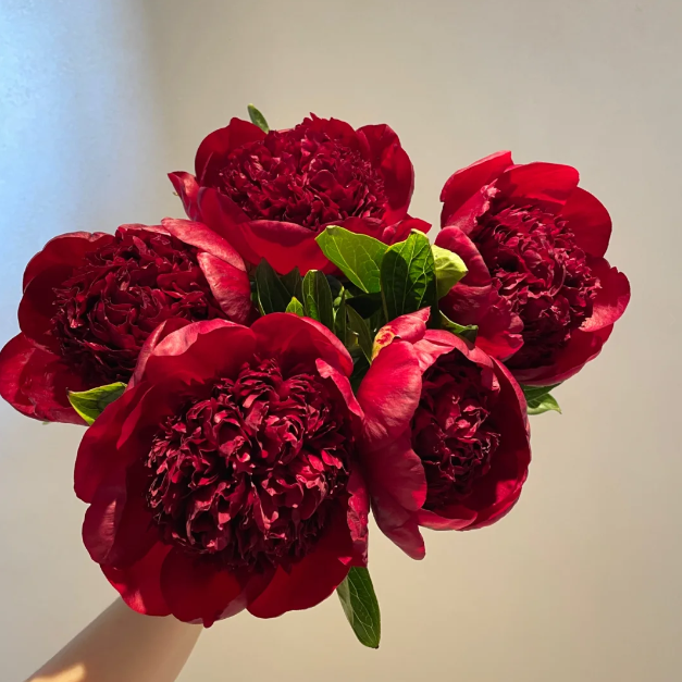 đșChinese Peony Flower SeedsâMixed Color PlantsâHome Garden Flower Seeds