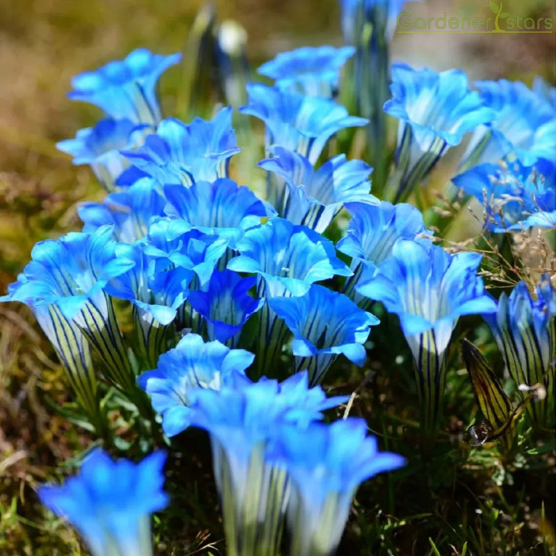šPlateau Elf Gentiana - Heart Of The Oceanš¦