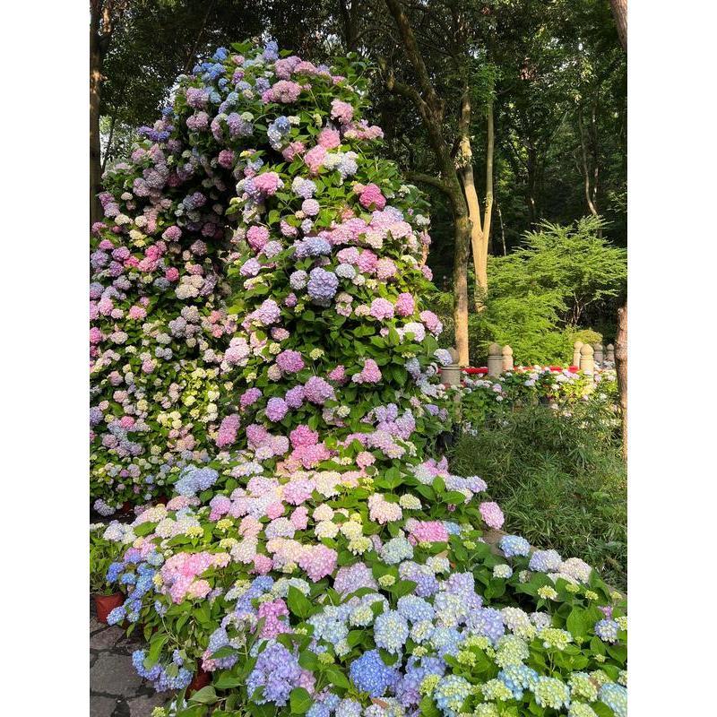 Hydrangea Seeds 50 seeds Mixed Color Seeds Stunning Perennial Flower Seeds for Gardeners Hardy Blooms Perfect for Landscaping and Garden Beautification