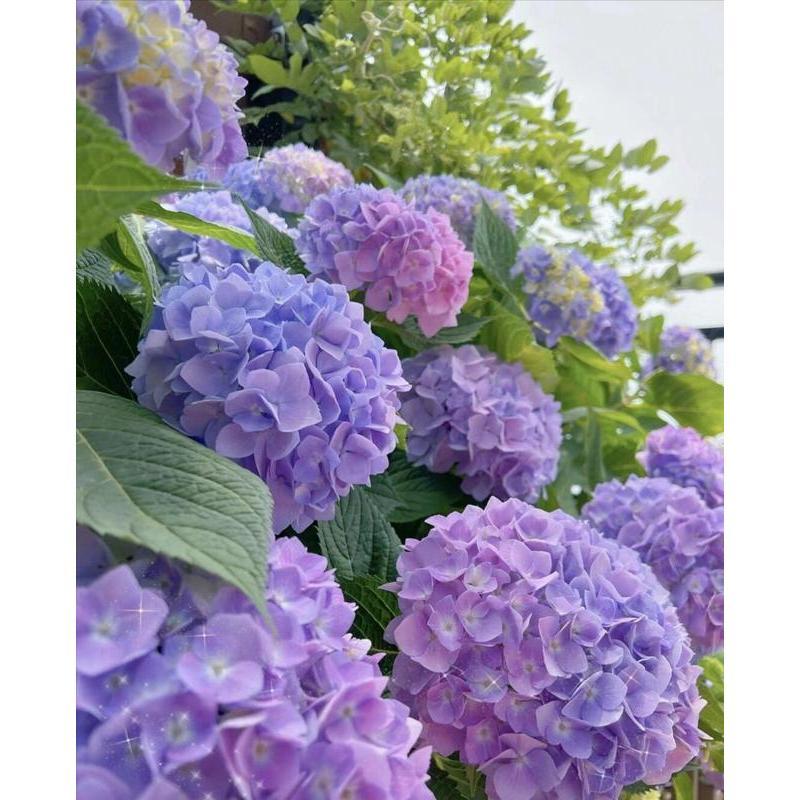 Hydrangea Seeds 50 seeds Mixed Color Seeds Perennial Flowers for Vibrant Garden Displays Hardy and Easy to Grow Perfect for Landscaping and Gardening Projects