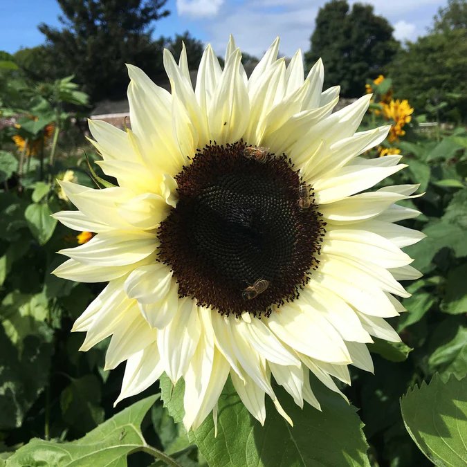 ๐ป50+ Mixed Color Sunflowers