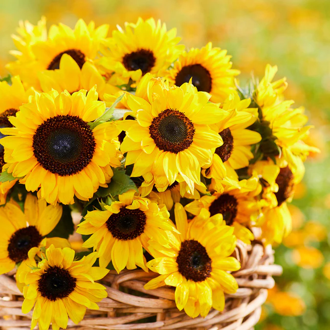 ๐ป50+ Mixed Color Sunflowers