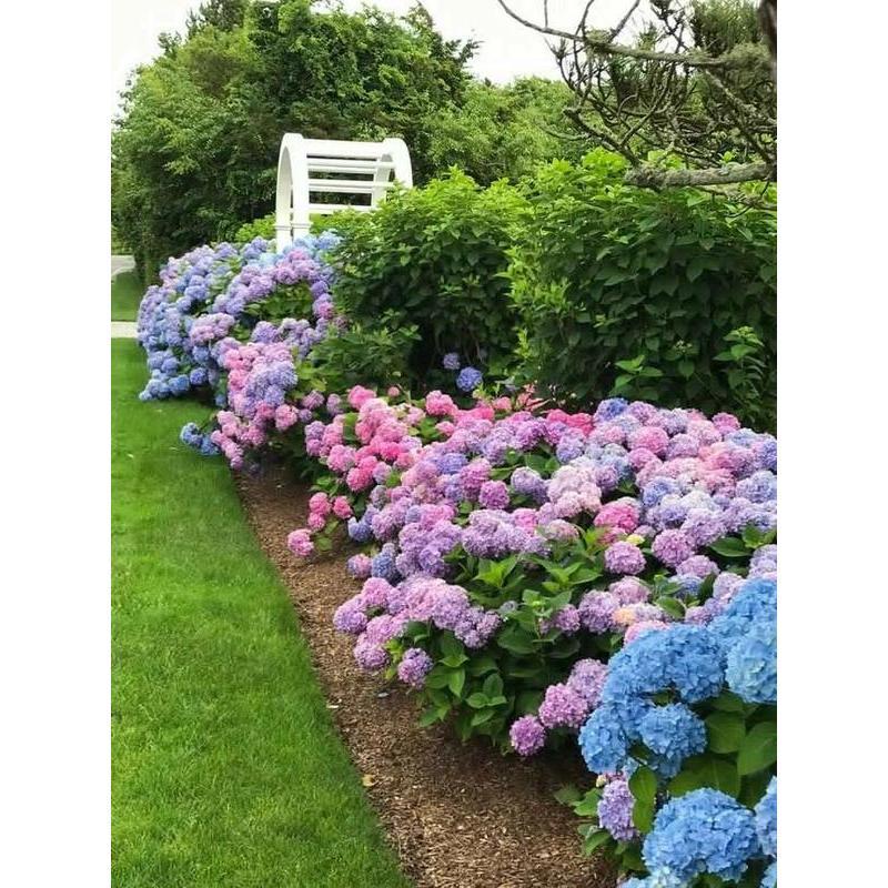 Hydrangea Seeds 50 seeds Mixed Color Seeds Stunning Perennial Flower Seeds for Gardeners Hardy Blooms Perfect for Landscaping and Garden Beautification