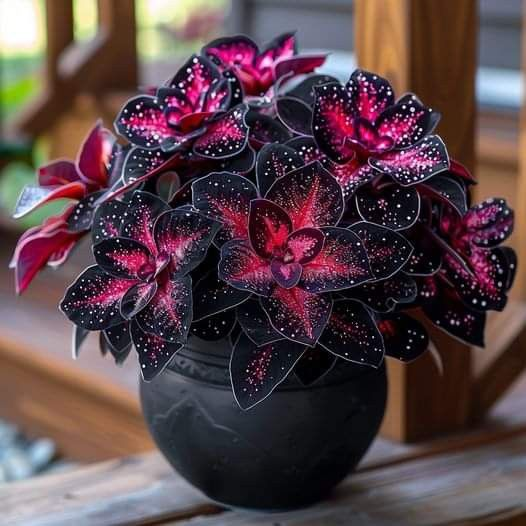 Stardust Begonia π