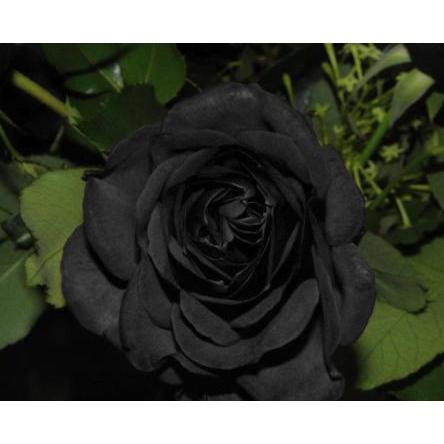 Black Rose Seeds 100pcs - Flower Bush Perennial Shrub Flowers Seed black rose