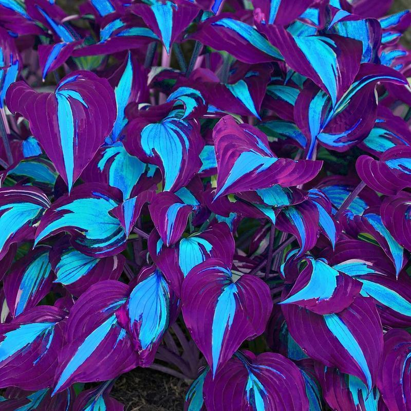 800Pcs Mixed Hosta Seeds for Planting β Rare Color Varieties, Shade-Loving Perennials for Garden and Landscaping