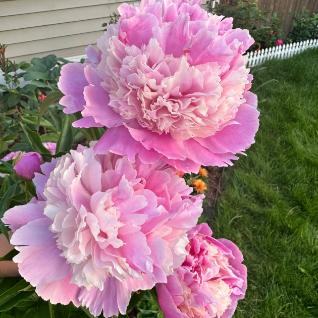 đșChinese Peony Flower SeedsâMixed Color PlantsâHome Garden Flower Seeds
