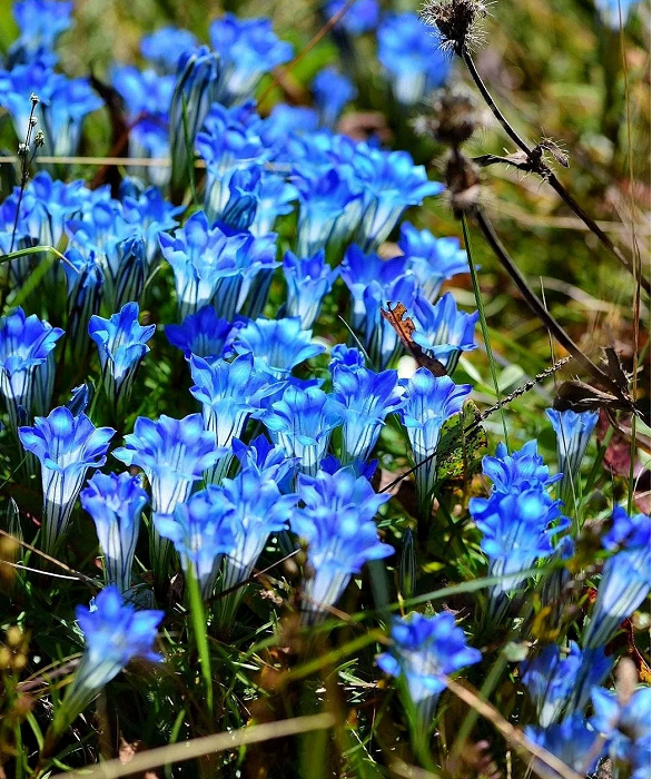 šPlateau Elf Gentiana - Heart Of The Oceanš¦
