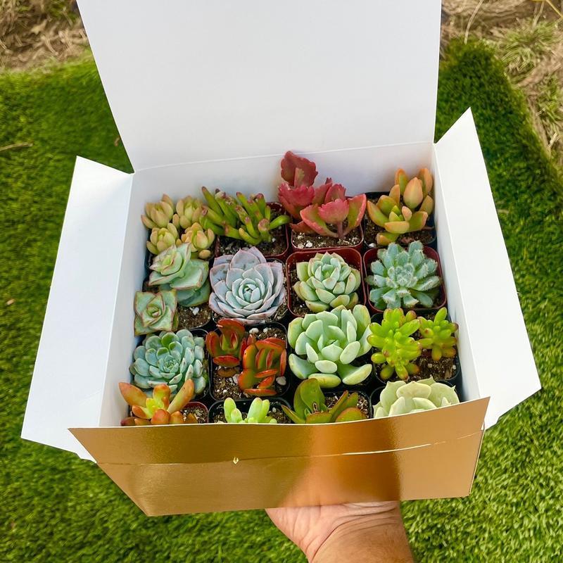 300pcs Mixed Succulent Seeds – Easy to Grow, Beautiful, Vibrant, and Unique Plants for Your Garden