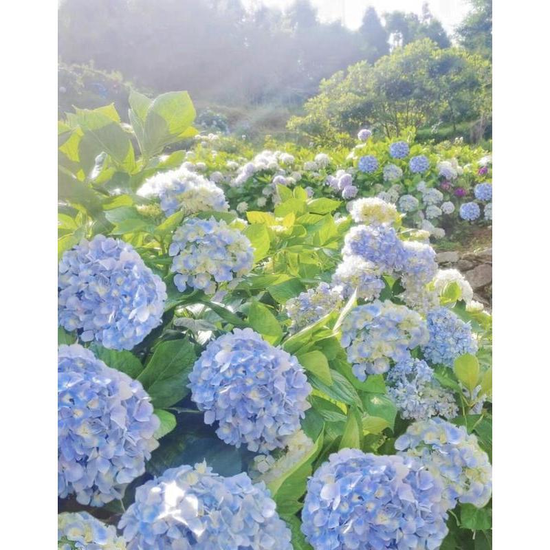 Hydrangea Seeds 50 seeds Mixed Color Seeds Perennial Flowers for Vibrant Garden Displays Hardy and Easy to Grow Perfect for Landscaping and Gardening Projects