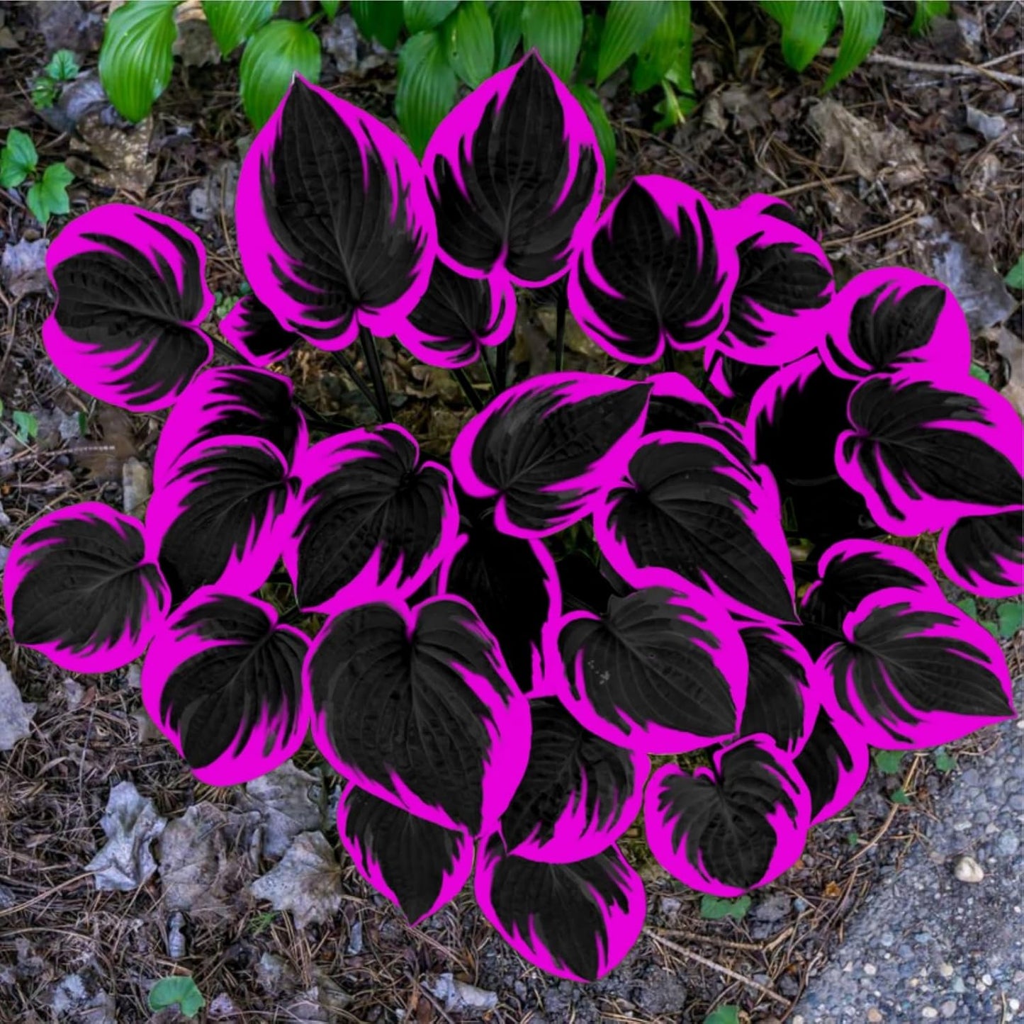 800 PCS Rare Hosta Seeds β Beautiful Shade-Tolerant Perennials for Garden Borders & Walkways
