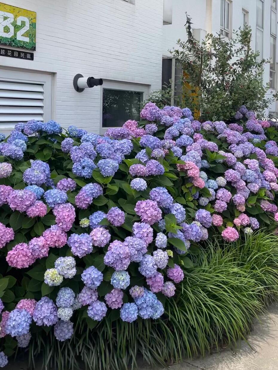 200pcs Mixed Hydrangea Seeds – Soft Pastel Blooms for Romantic Garden Corners & Pots