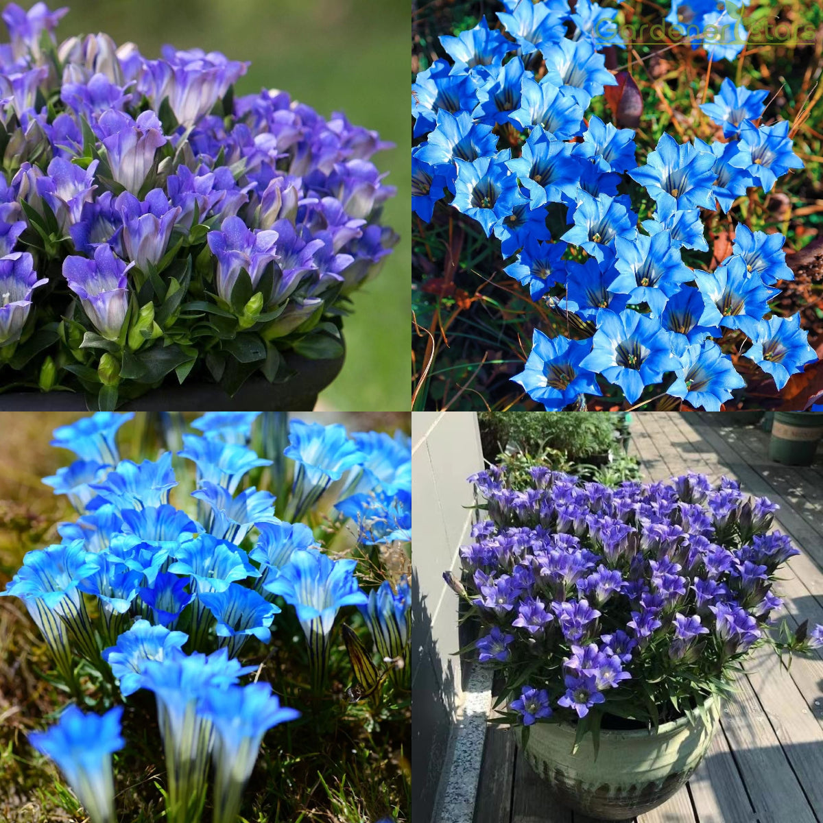 šPlateau Elf Gentiana - Heart Of The Oceanš¦