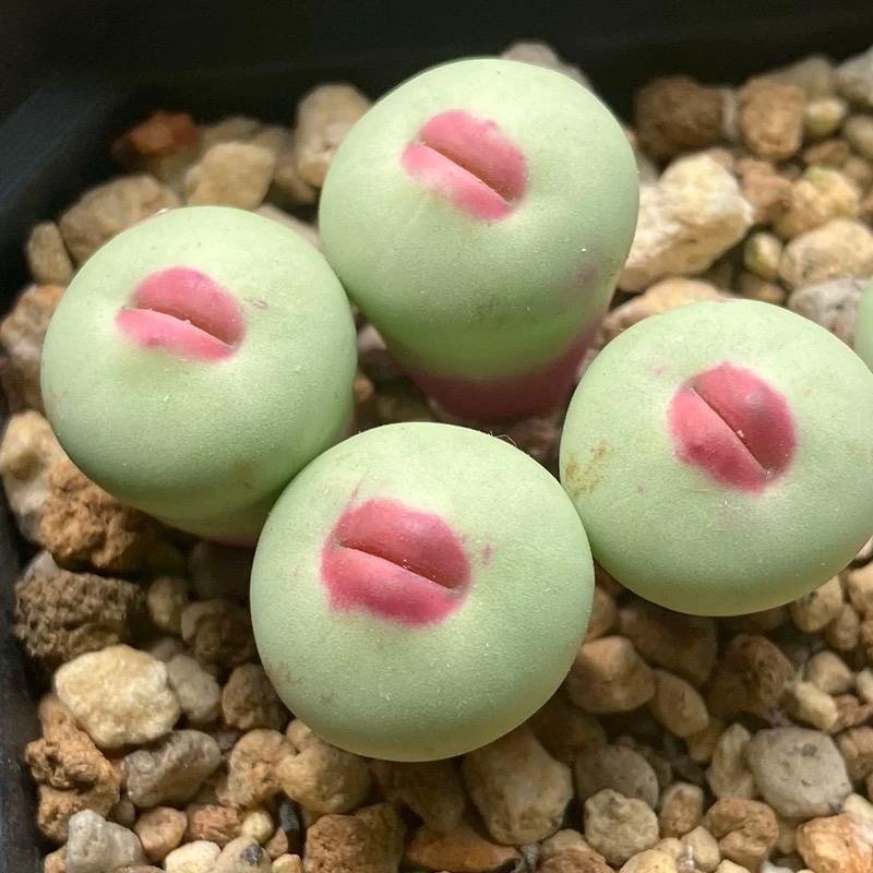 500pcs Red Lip Succulent Seeds – Uncommon Succulent Variety for Collectors & Garden Lovers