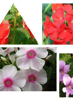 Red Impatiens Walleriana Flowers Seeds