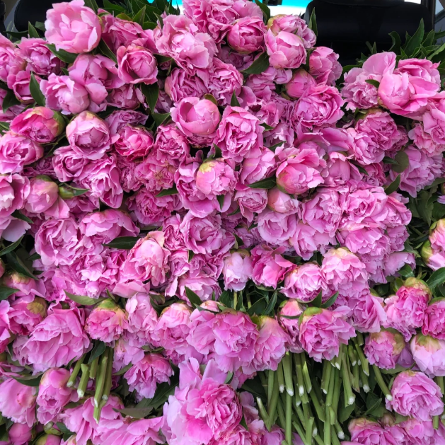 đșChinese Peony Flower SeedsâMixed Color PlantsâHome Garden Flower Seeds