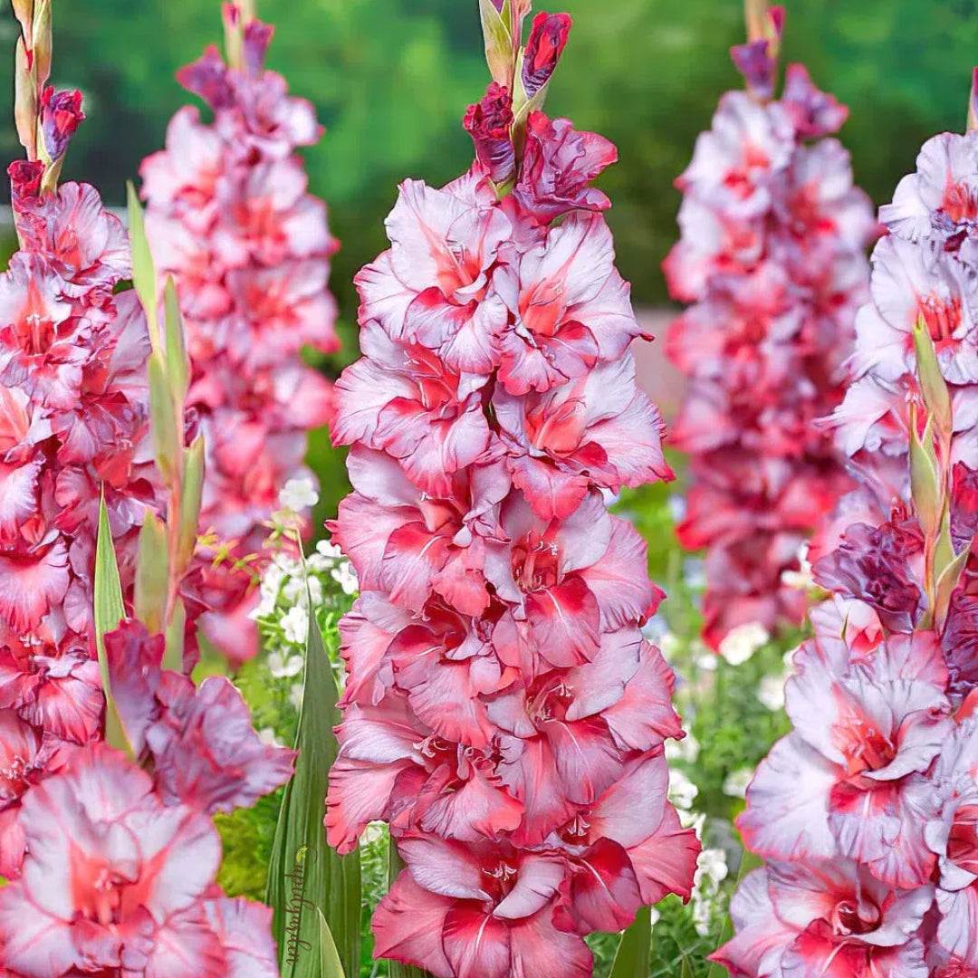 Gladiolus Flower