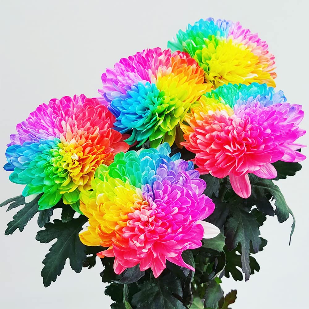 Rare Rainbow Chrysanthemum Garden Mums Seeds