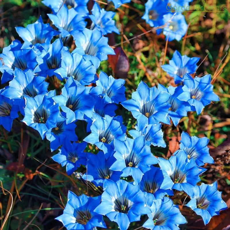 šPlateau Elf Gentiana - Heart Of The Oceanš¦