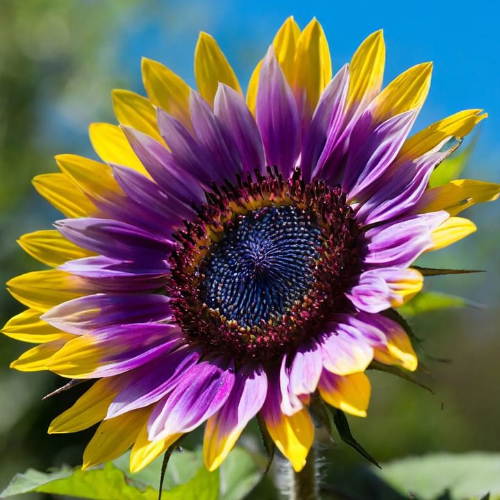 ๐ป50+ Mixed Color Sunflowers
