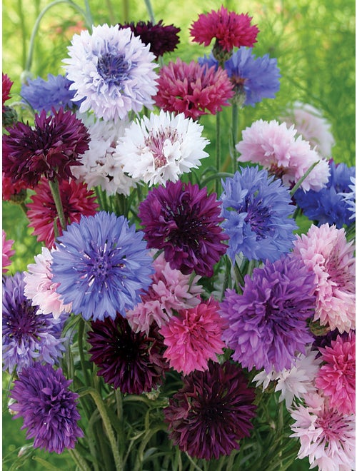 1000 Pcs Tall Double Mixed Colors Cornflower Flower Seeds