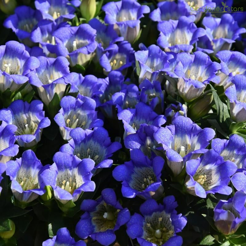 šPlateau Elf Gentiana - Heart Of The Oceanš¦