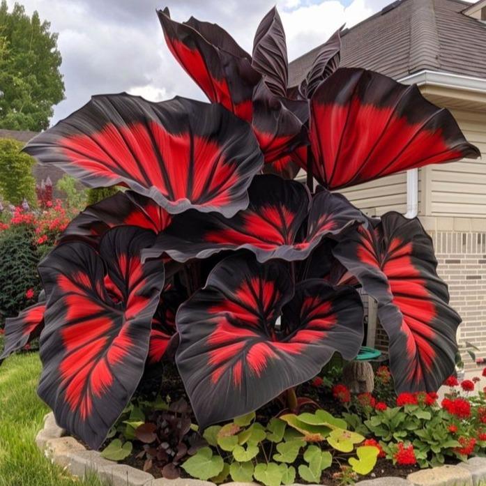 800Pcs Hosta Seeds – Giant Elephant Ear Style Foliage | Lush Shade-Loving Perennial | Perfect for Borders, Walkways & Woodland Gardens | Fast-Growing, Low Maintenance & Eye-Catching Greenery