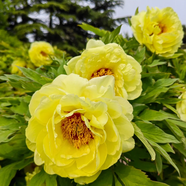 đșChinese Peony Flower SeedsâMixed Color PlantsâHome Garden Flower Seeds
