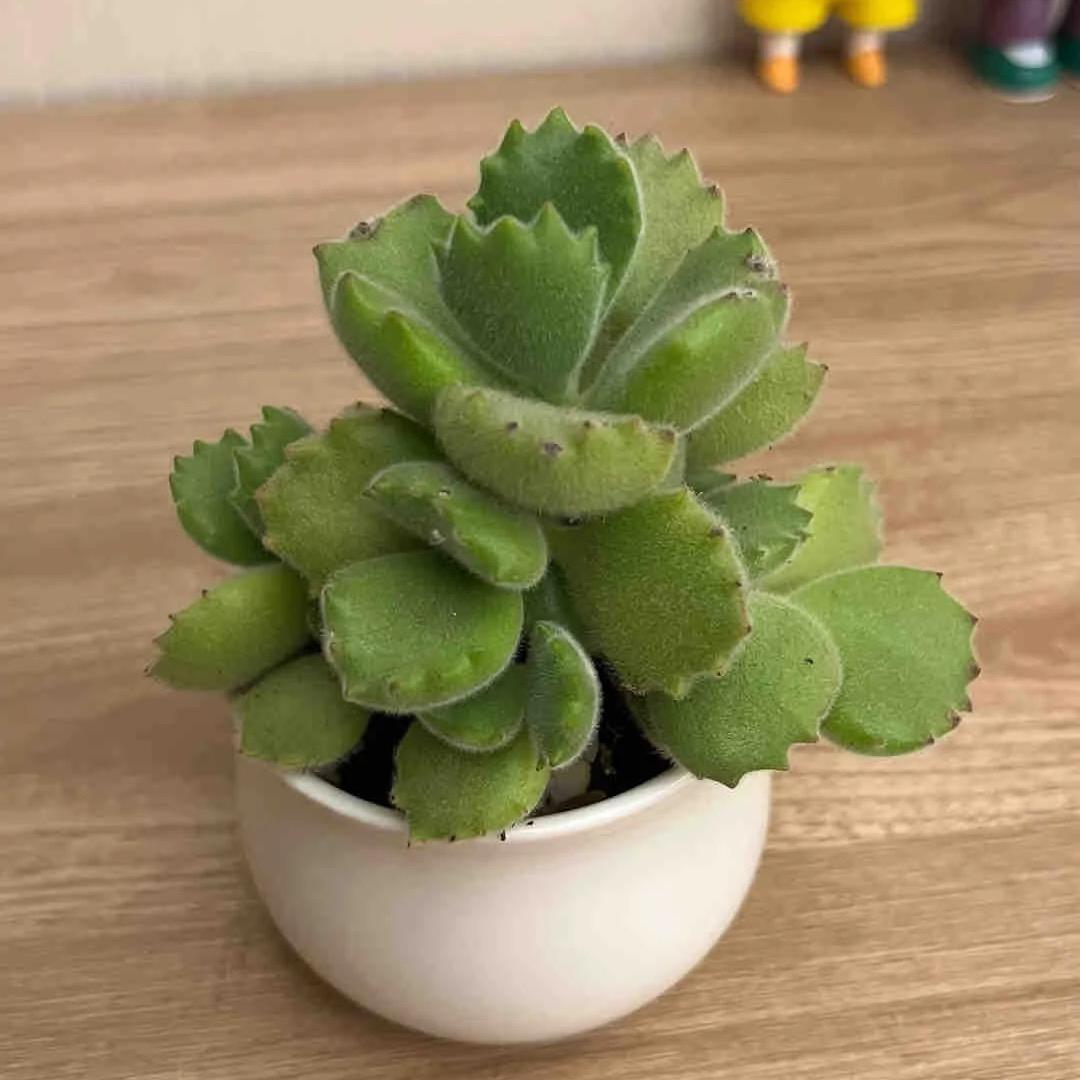 300pcs Mixed Succulent Seeds – Easy to Grow, Beautiful, Vibrant, and Unique Plants for Your Garden