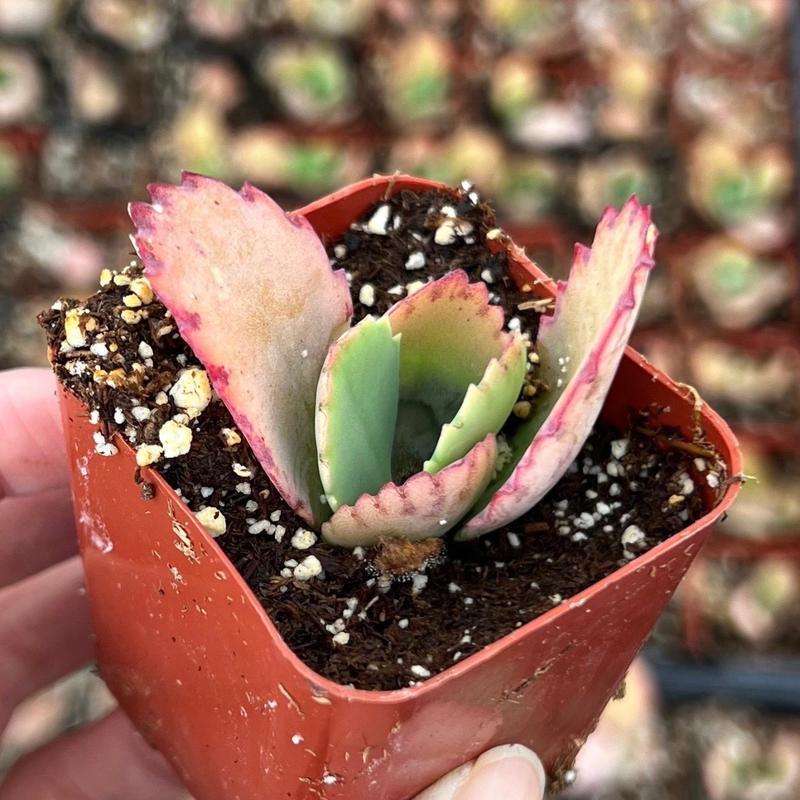 500Pcs Mother of Thousands Seeds – Hardy Succulents Ideal for Beginner Gardeners & Low-Maintenance Decor