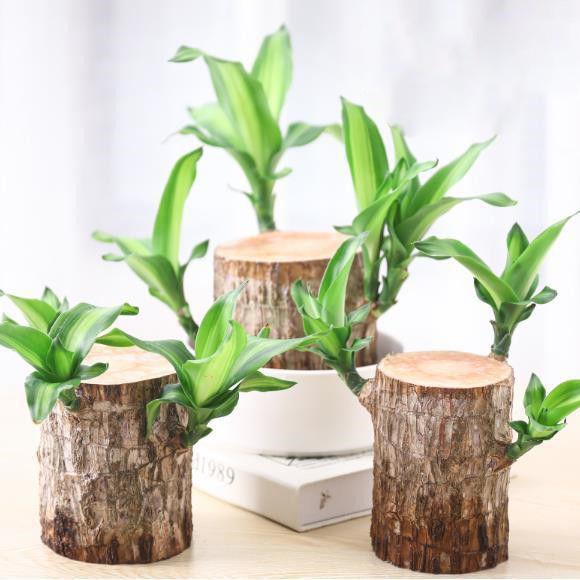 Brazilian Wood Bonsai – Potted Lucky Plant for Desktop or Gift Use
