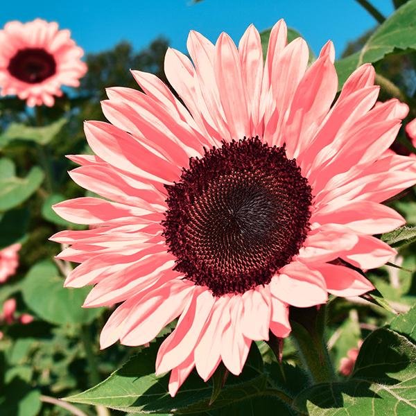 ๐ป50+ Mixed Color Sunflowers