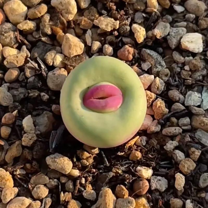 500pcs Red Lip Succulent Seeds – Uncommon Succulent Variety for Collectors & Garden Lovers