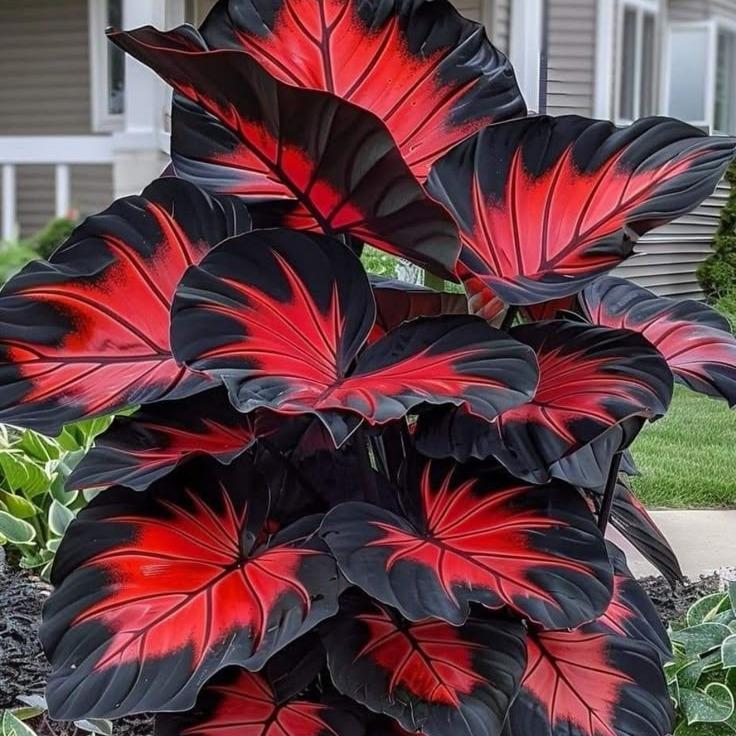 800Pcs Hosta Seeds – Giant Elephant Ear Style Foliage | Lush Shade-Loving Perennial | Perfect for Borders, Walkways & Woodland Gardens | Fast-Growing, Low Maintenance & Eye-Catching Greenery