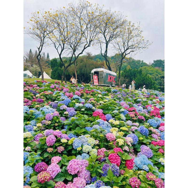 Hydrangea Seeds 50 seeds Mixed Color Seeds Perennial Flowers for Vibrant Garden Displays Hardy and Easy to Grow Perfect for Landscaping and Gardening Projects