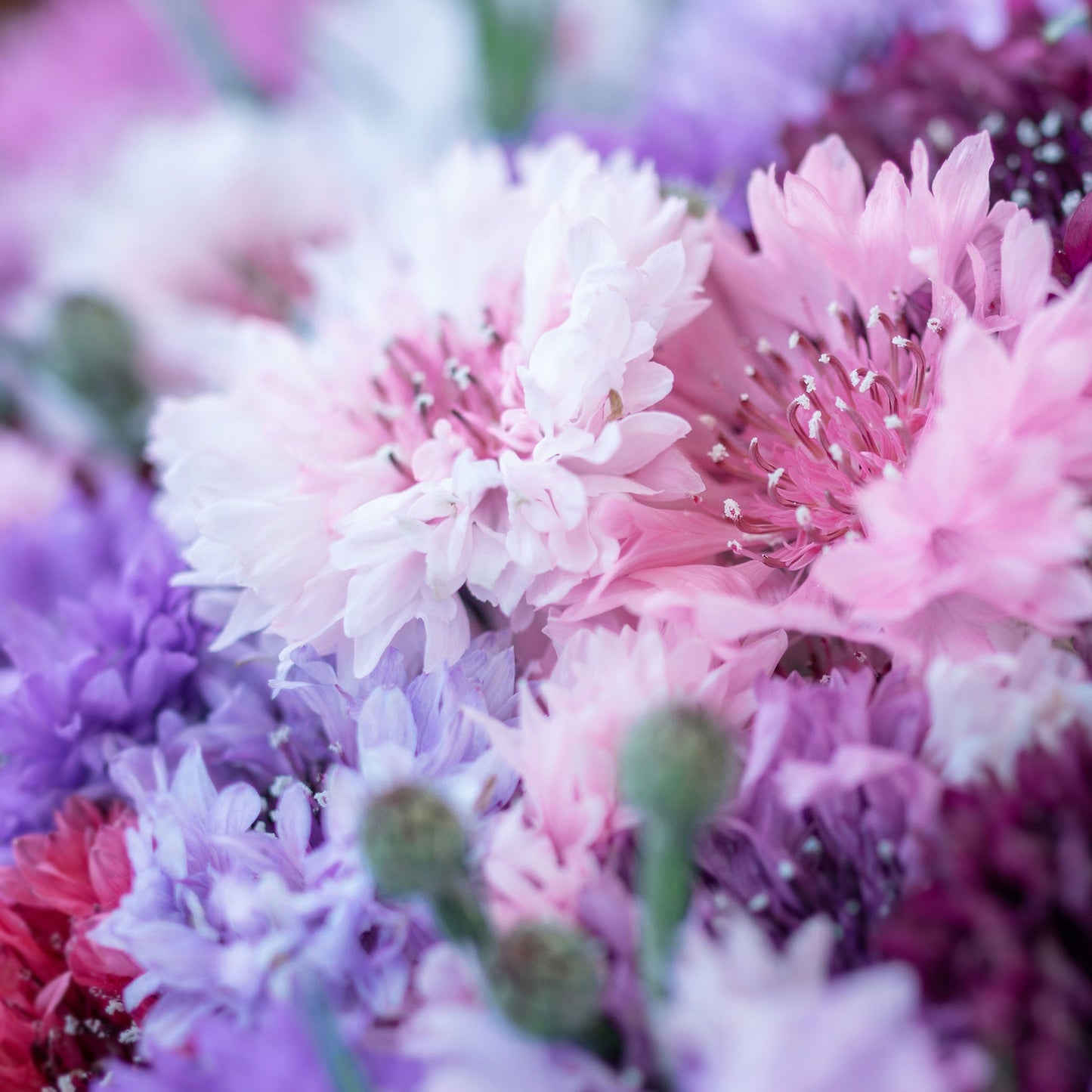 1000 Pcs Tall Double Mixed Colors Cornflower Flower Seeds