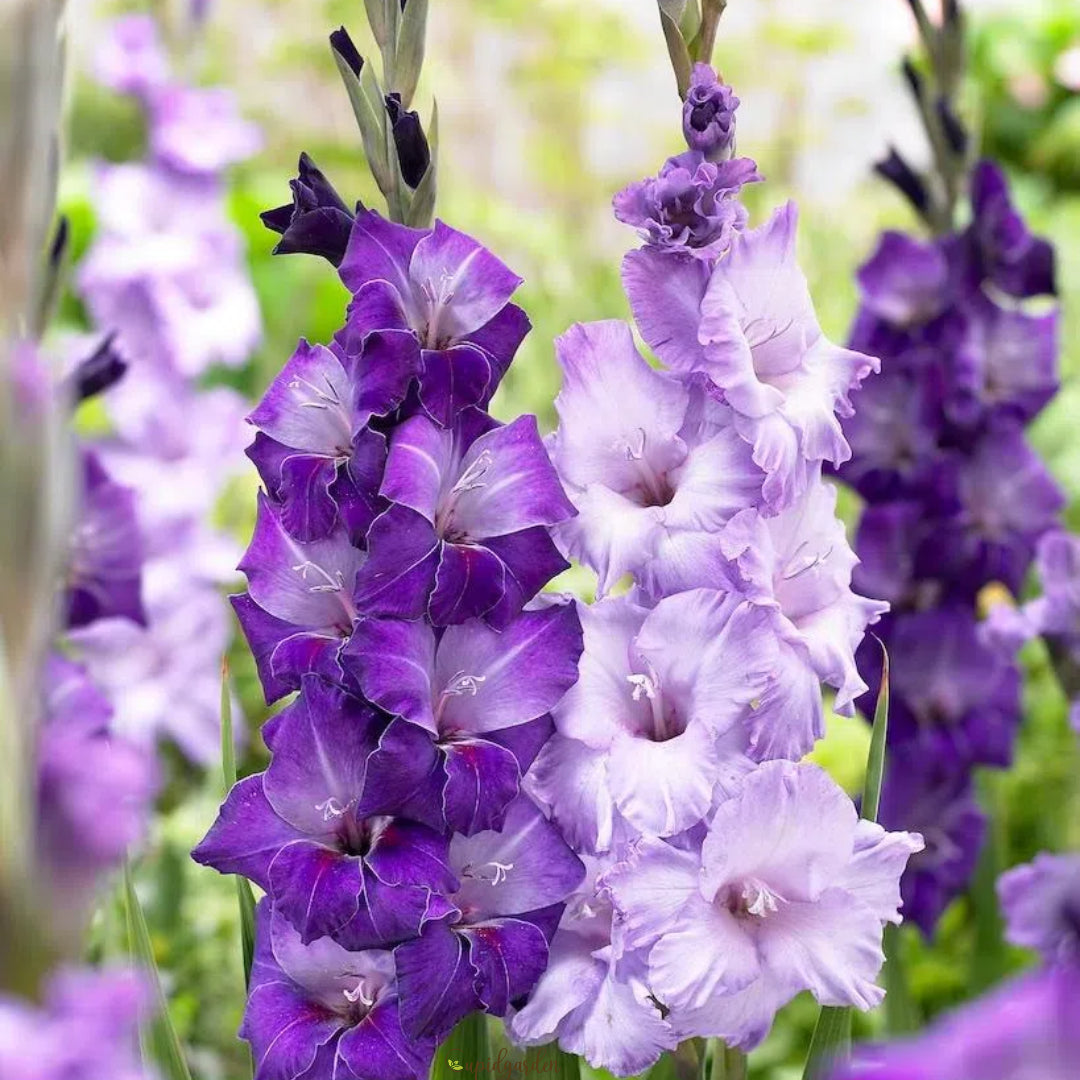 Gladiolus Flower
