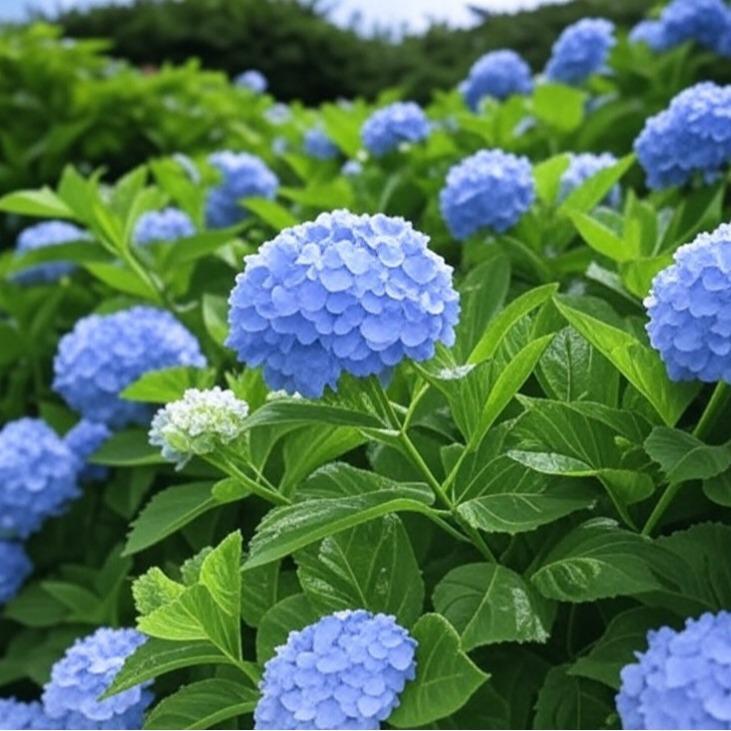 200 pcs Mixed Hydrangea Seeds – Colorful Blooms for Stunning Garden Displays