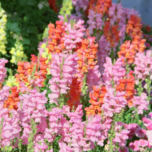 💐Double Snapdragon Mixed Color Seeds